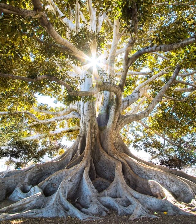 Resting Beneath the Tree