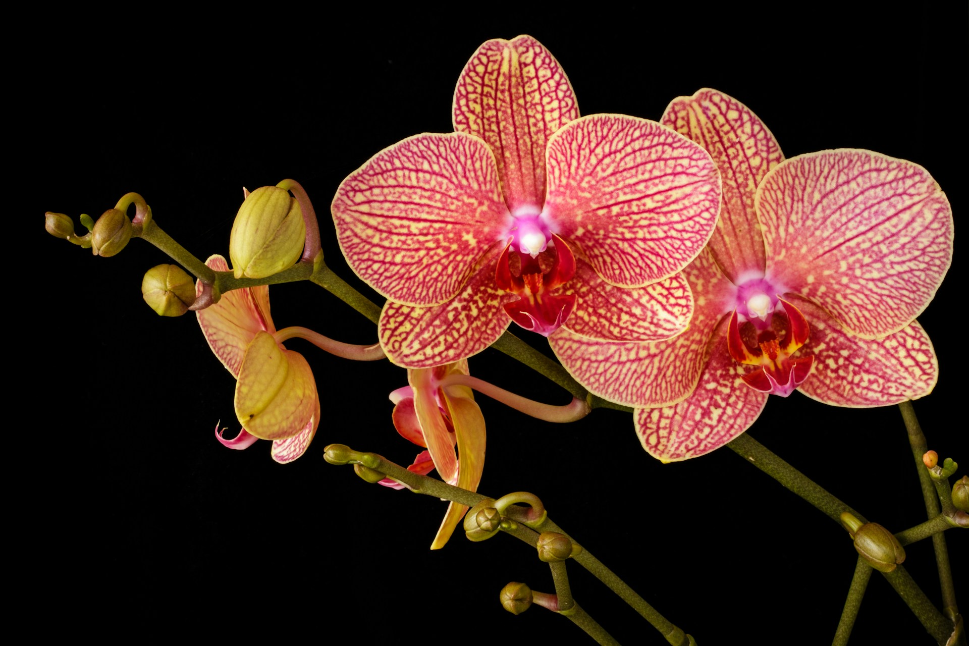 On the Omer and Orchids
