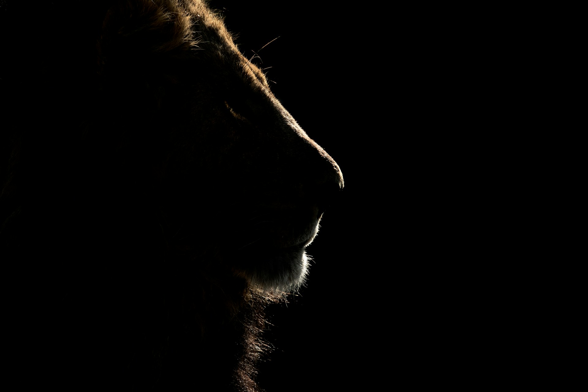 We Were Grasshoppers - It’s Time to Be Lions